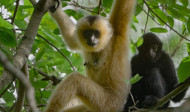 3 Bölümden Oluşan ‘Yağmur Ormanlarının Sesi’, 29 Ekim Perşembe Saat 20.00’de National Geographic WILD Ekranlarında İzleyicilerle Buluşuyor!