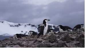 ‘Penguen Dünyası’,   7 Ekim Çarşamba Saat 20.00’de National Geographic WILD Ekranlarında!